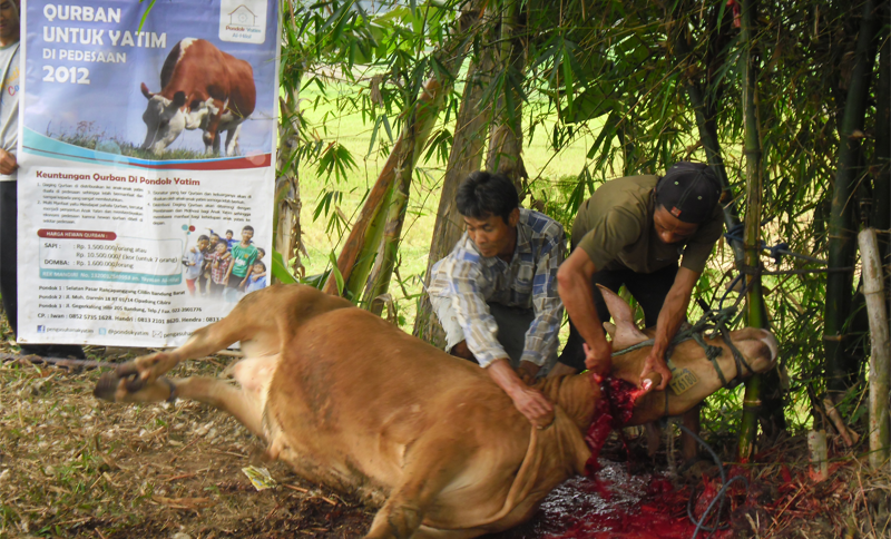 BERQURBAN KARENA CINTA