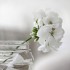 white-flower